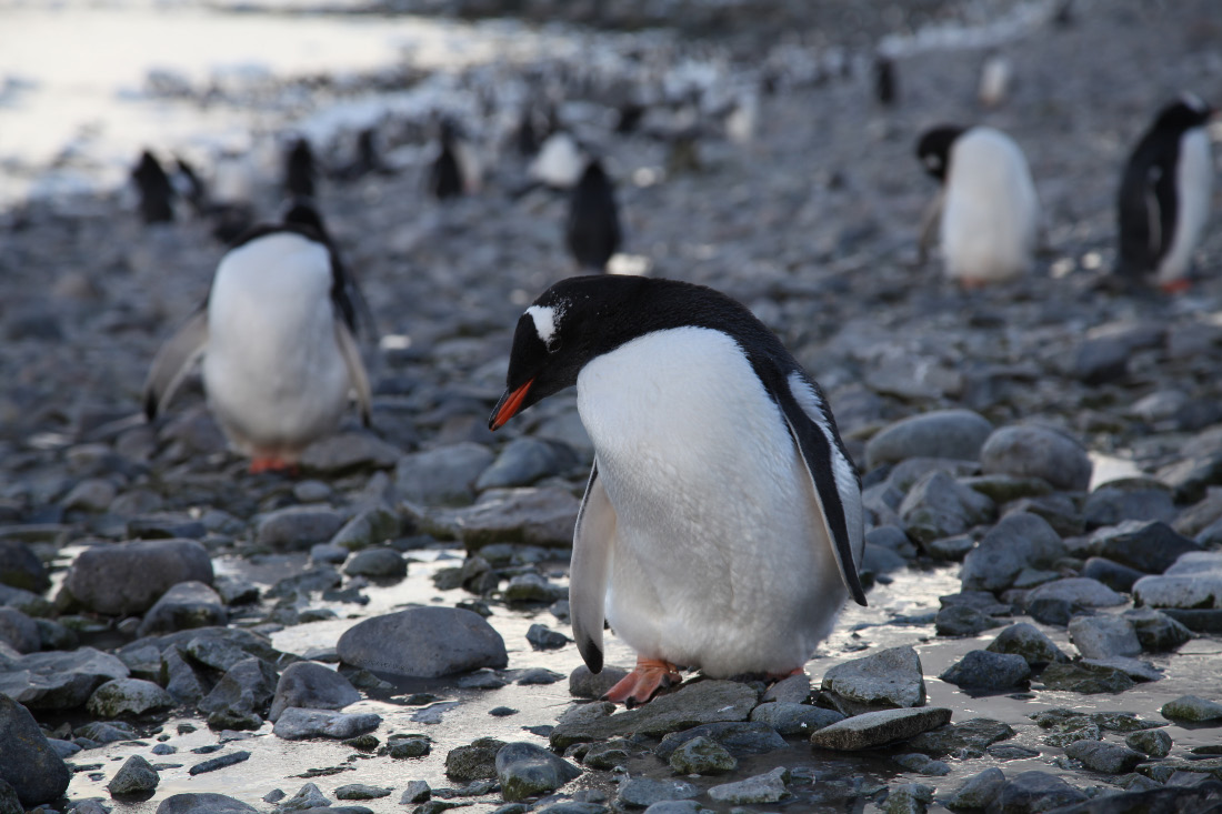 penguine near Wilhelmina Bay