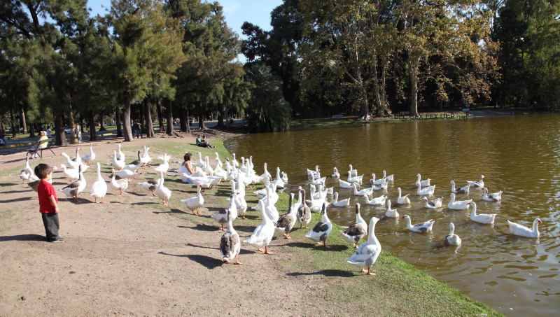 boy and ducks