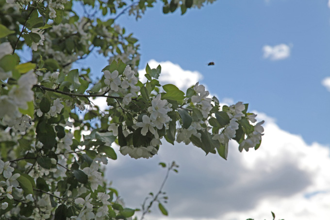 blossoms and bee